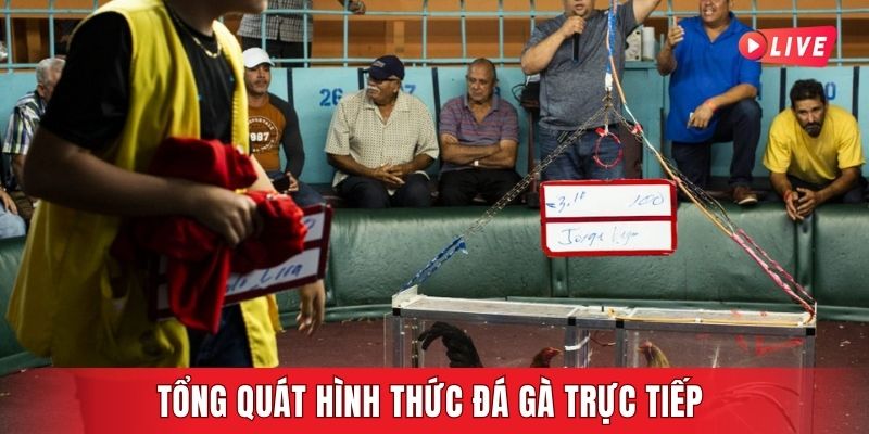 Tổng quát hình thức đá gà trực tiếp 